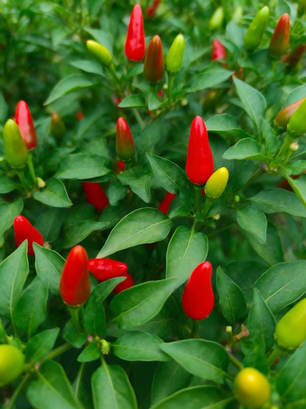 红绿辣椒共舞图片