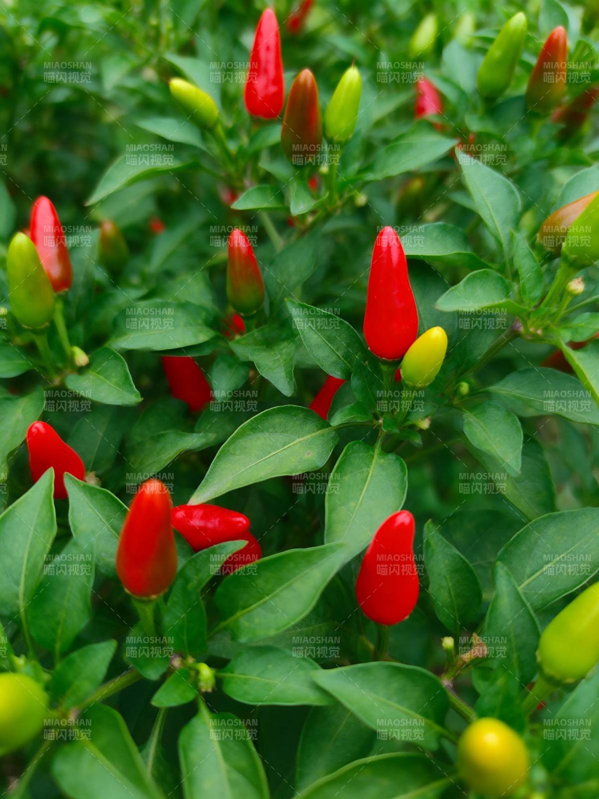 红绿辣椒共舞图片