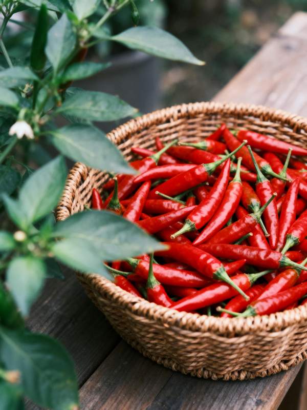 红椒满篮 绿叶相伴图片