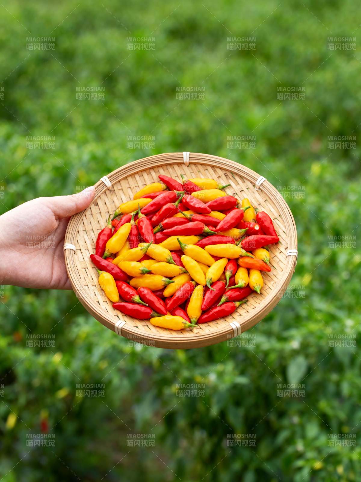 红黄辣椒满篮鲜图片