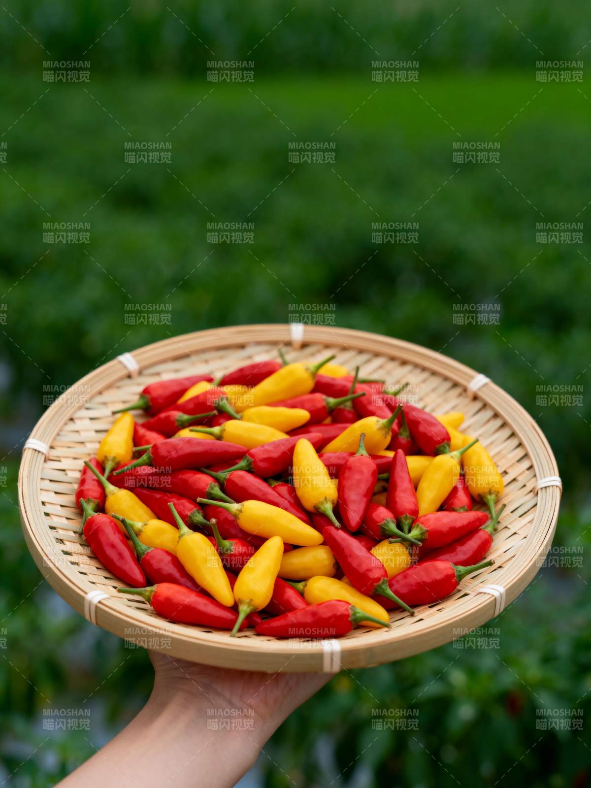 红黄辣椒满竹篮图片