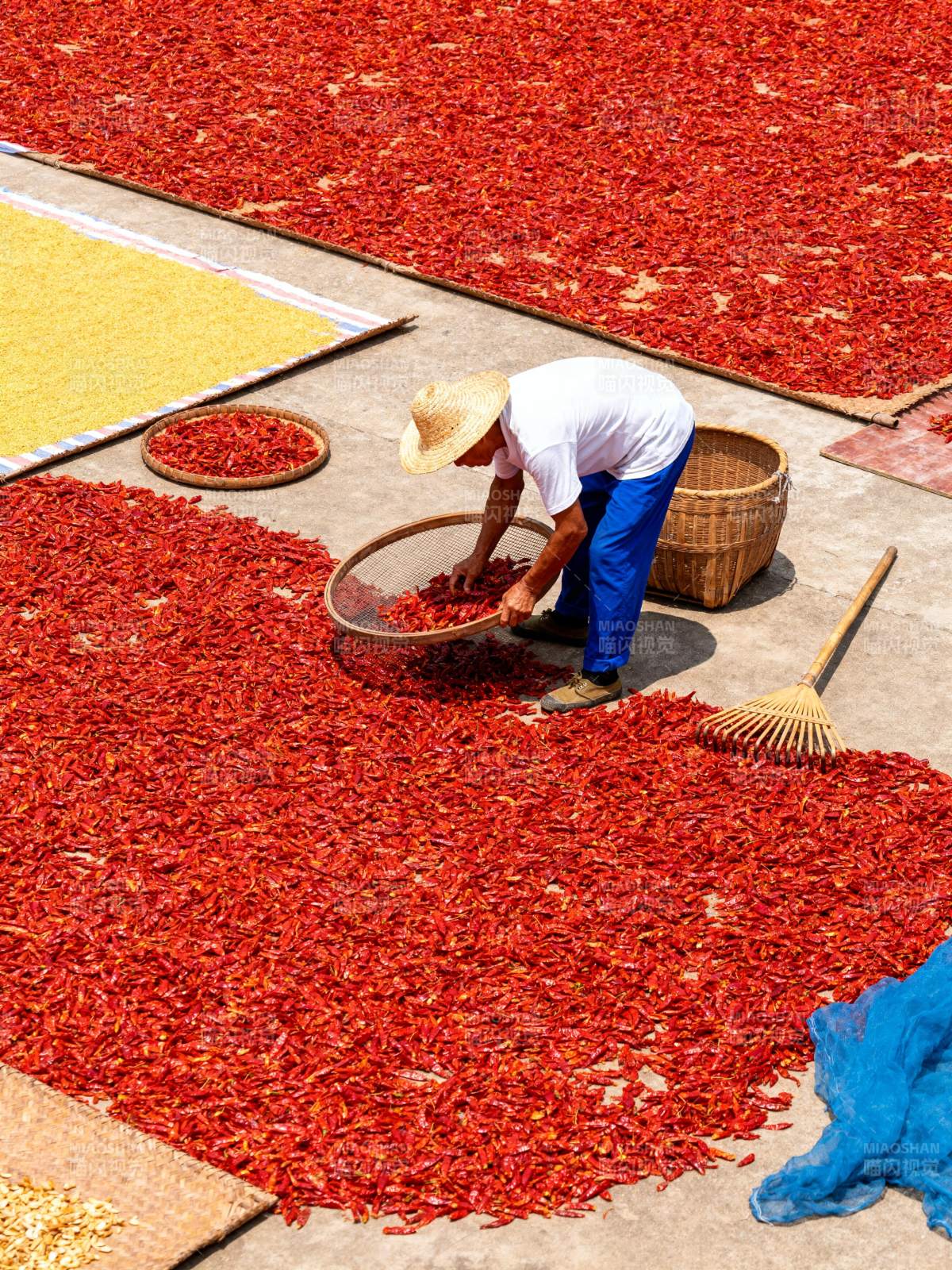 晒辣椒的农人图片