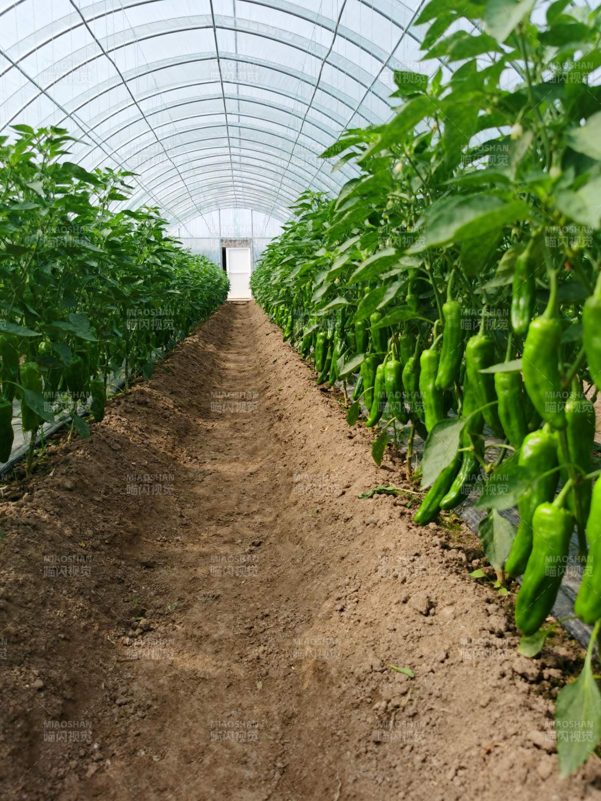 温室青椒种植园图片