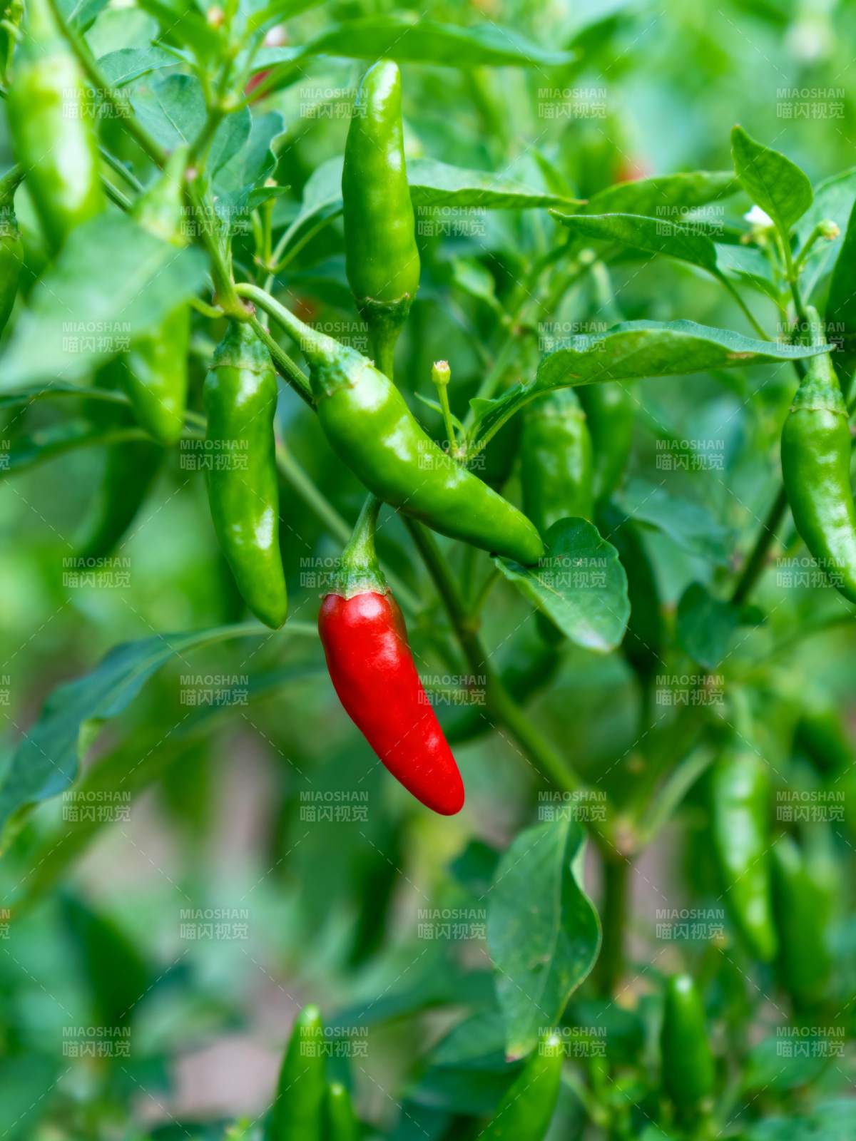 红绿辣椒挂枝头图片