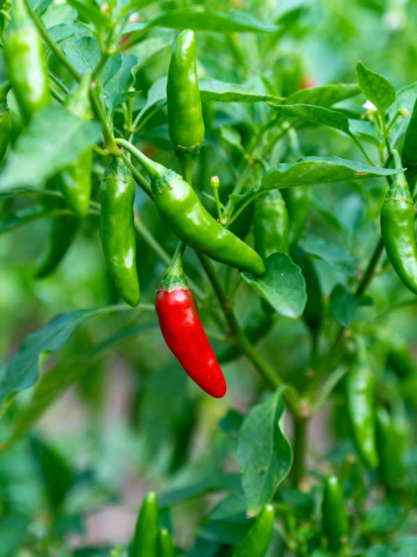 红绿辣椒挂枝头图片