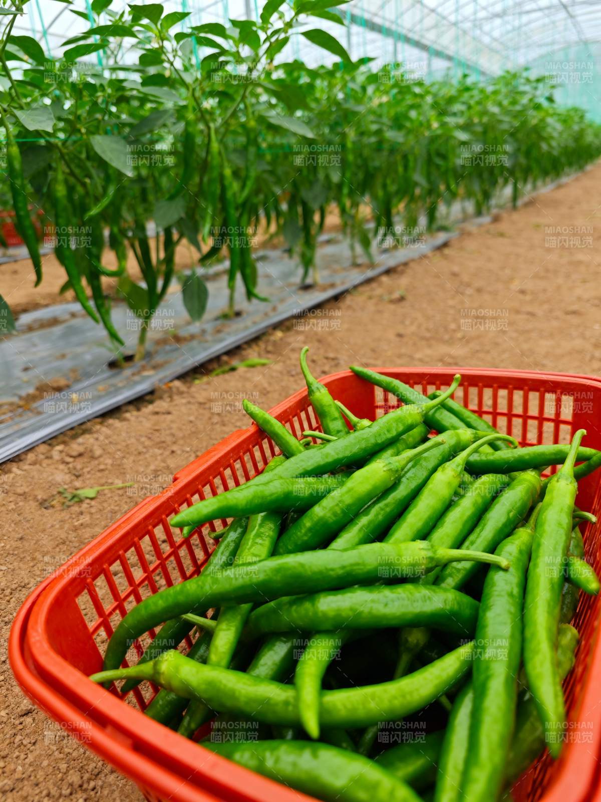 温室青椒丰收景象图片