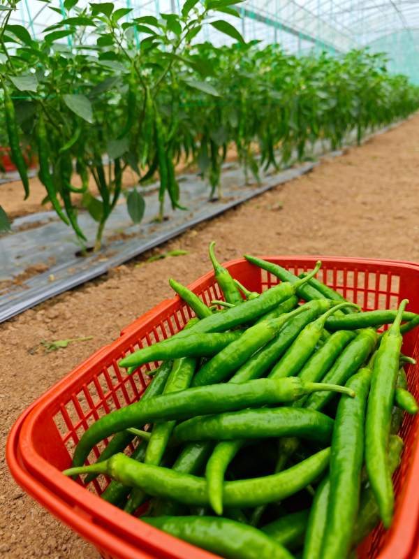 温室青椒丰收景象图片