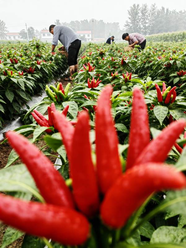 红椒田间采摘忙图片