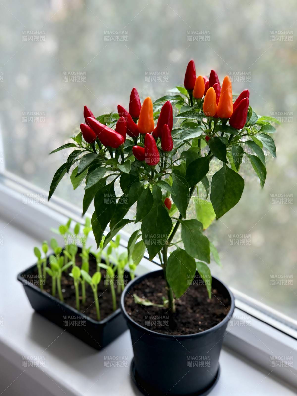 窗台辣椒盆栽图片
