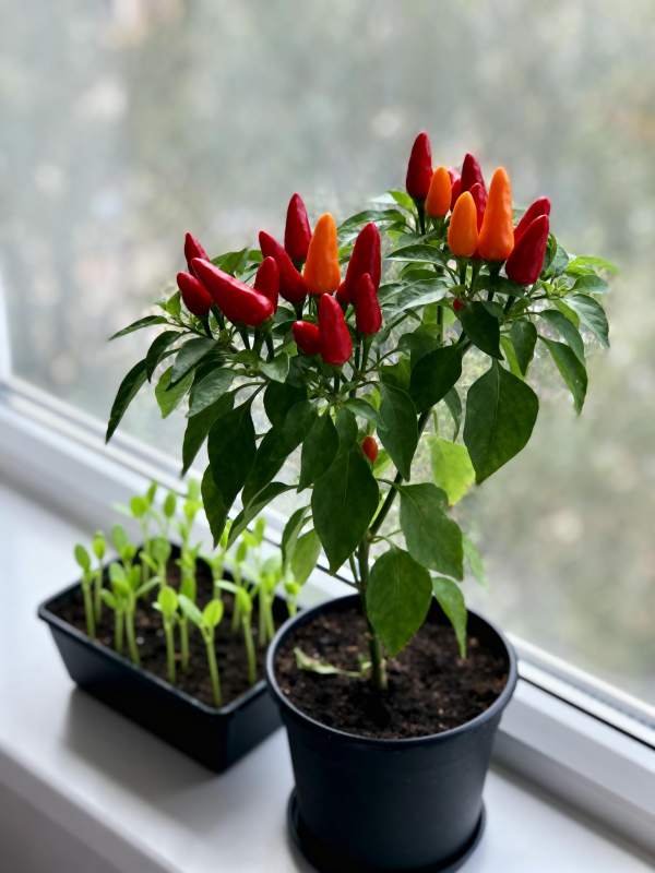 窗台辣椒盆栽图片