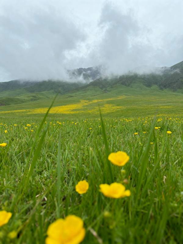 云雾山野黄花绽放图片