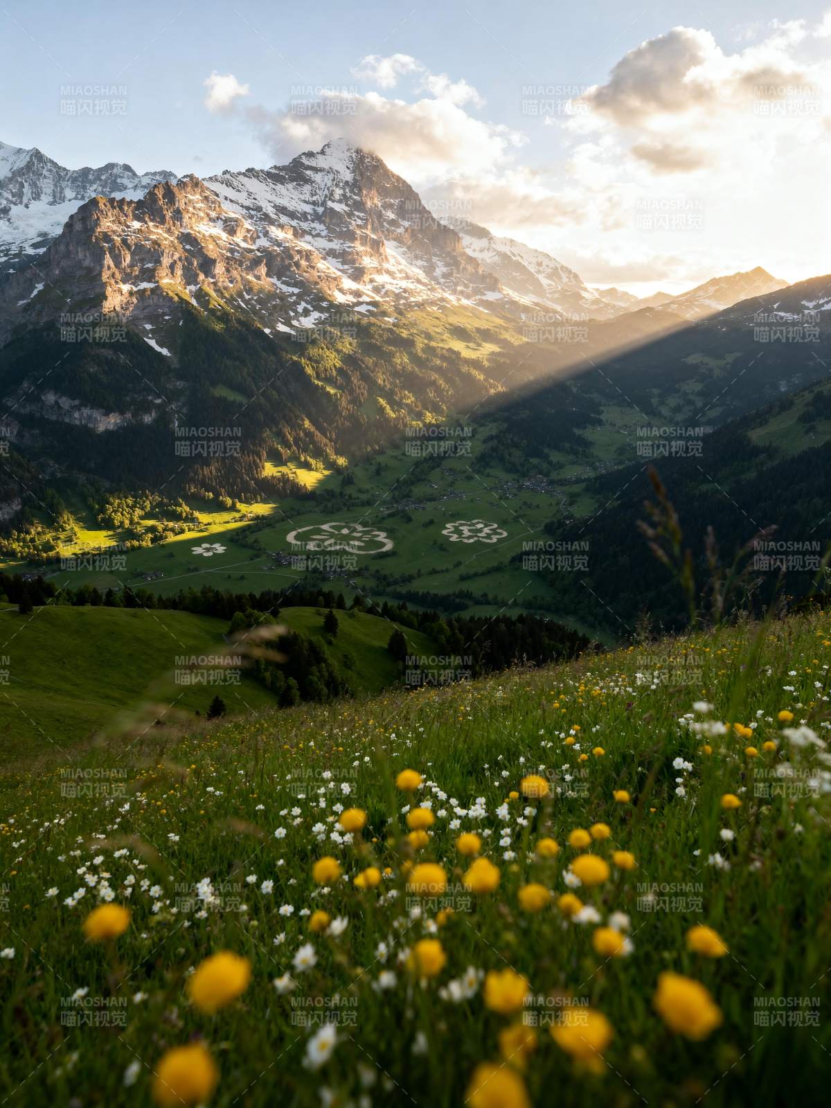 雪山花海晨光图片