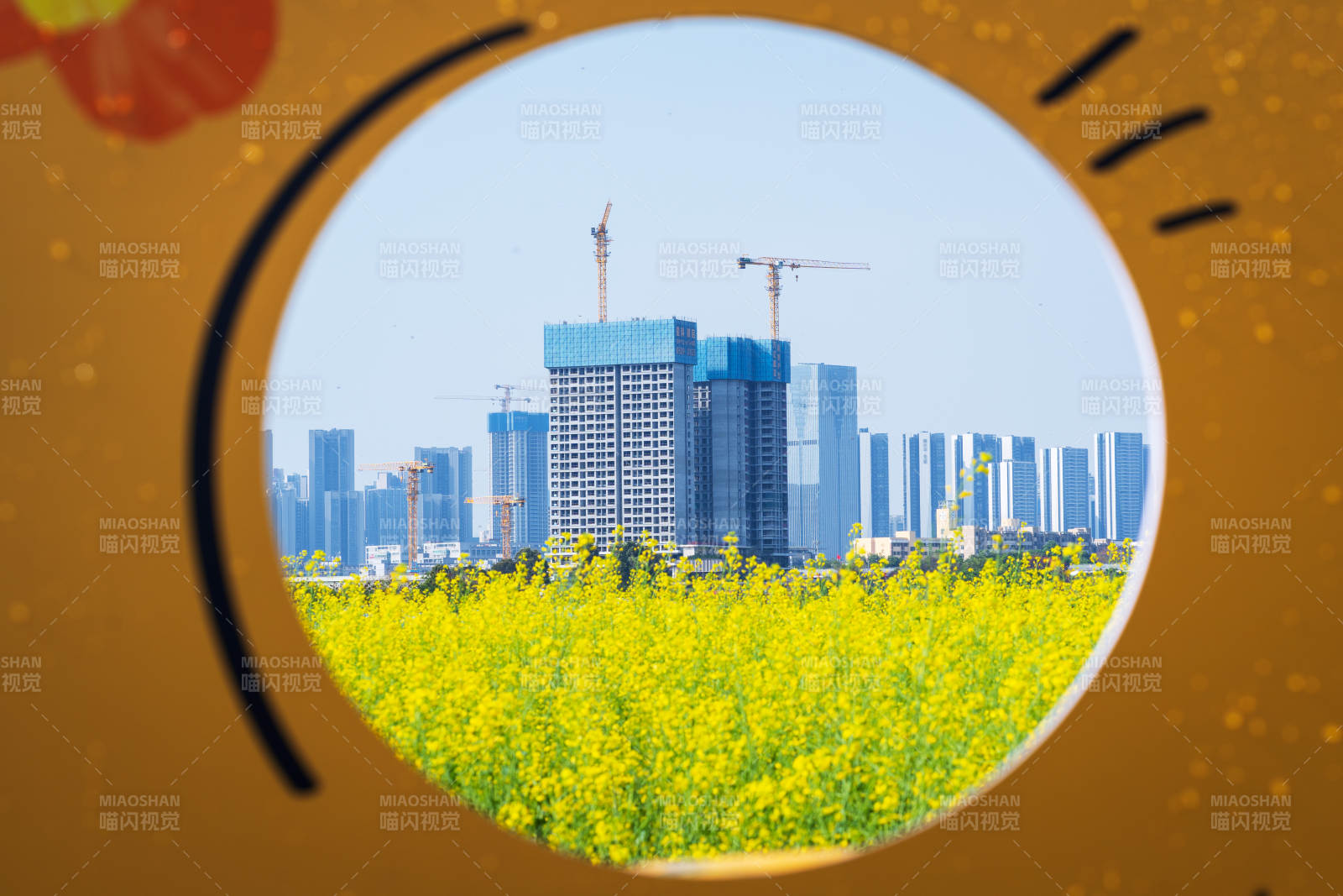 深圳光明欢乐田园的城市春景 花海映高楼图片