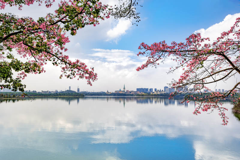 东莞松山湖木棉花开图片