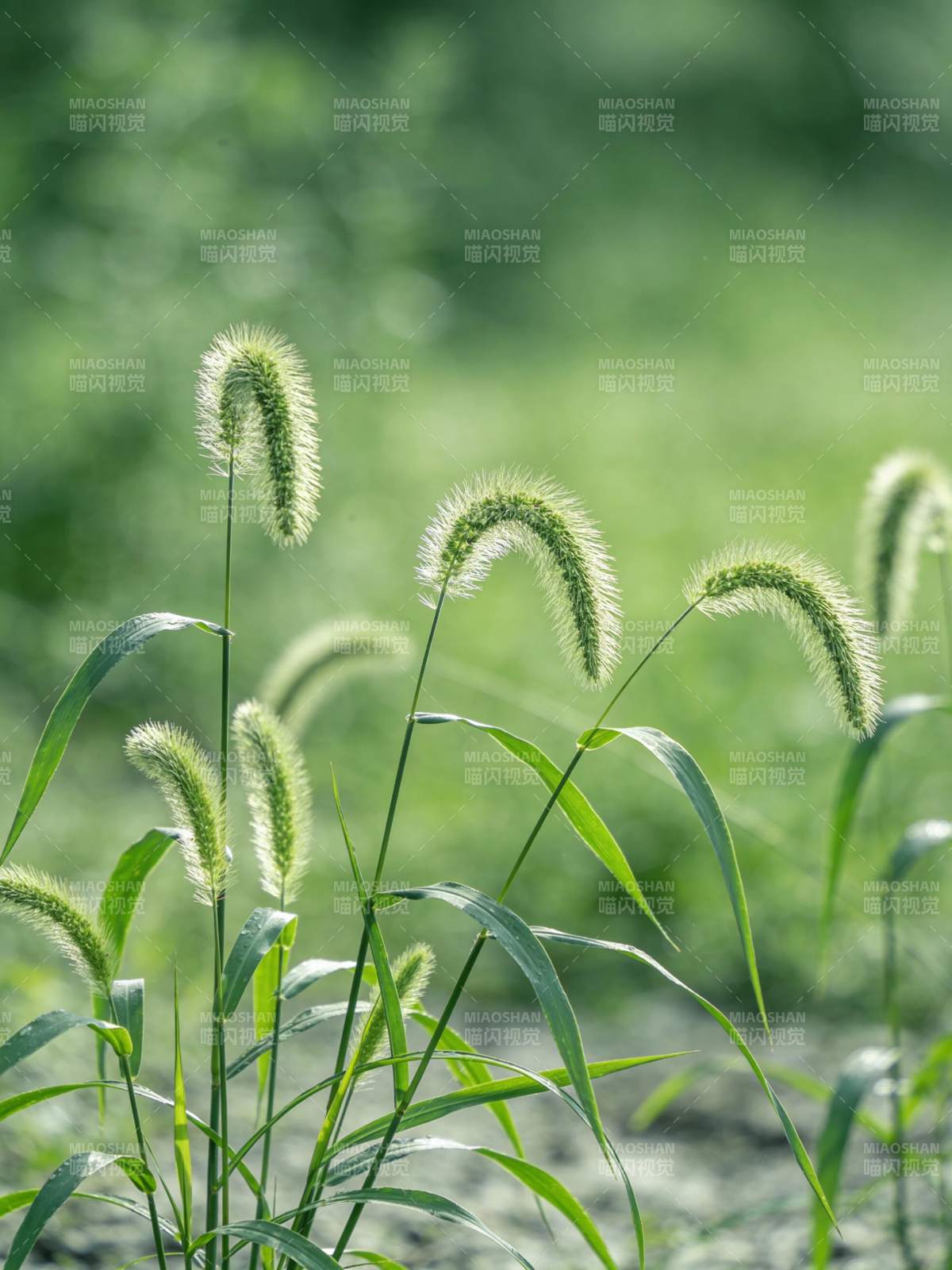 绿草轻摇风中舞图片