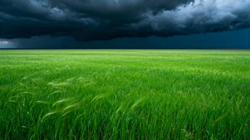 绿野风暴将至图片