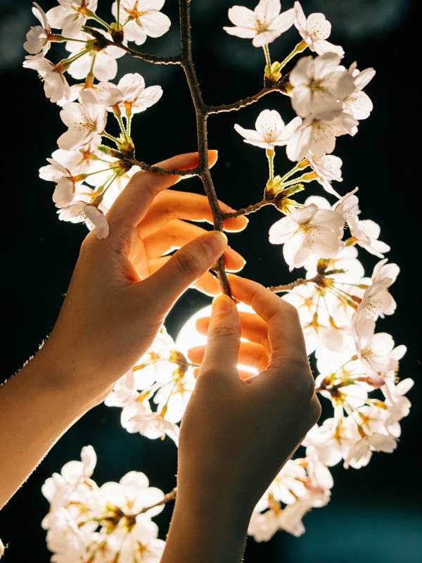 樱花与手的温柔邂逅图片