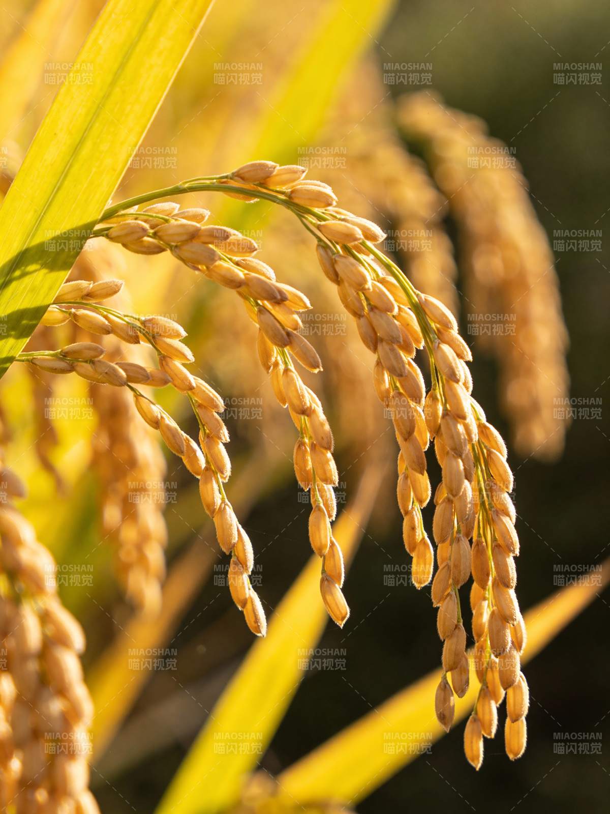 金稻垂穗迎秋光图片