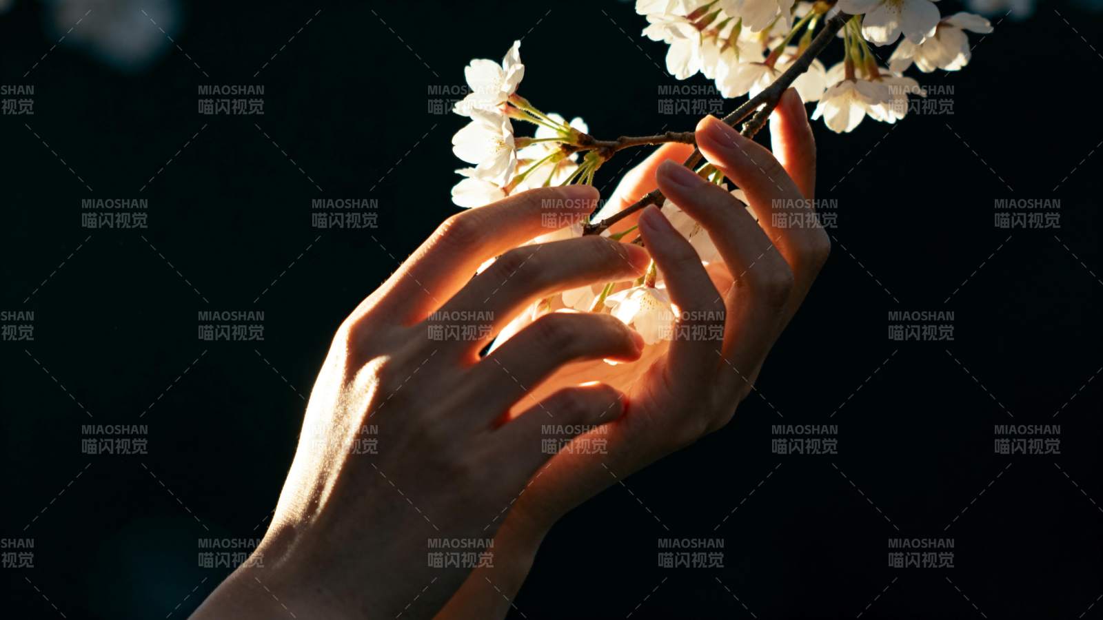 手捧樱花 光影温柔图片