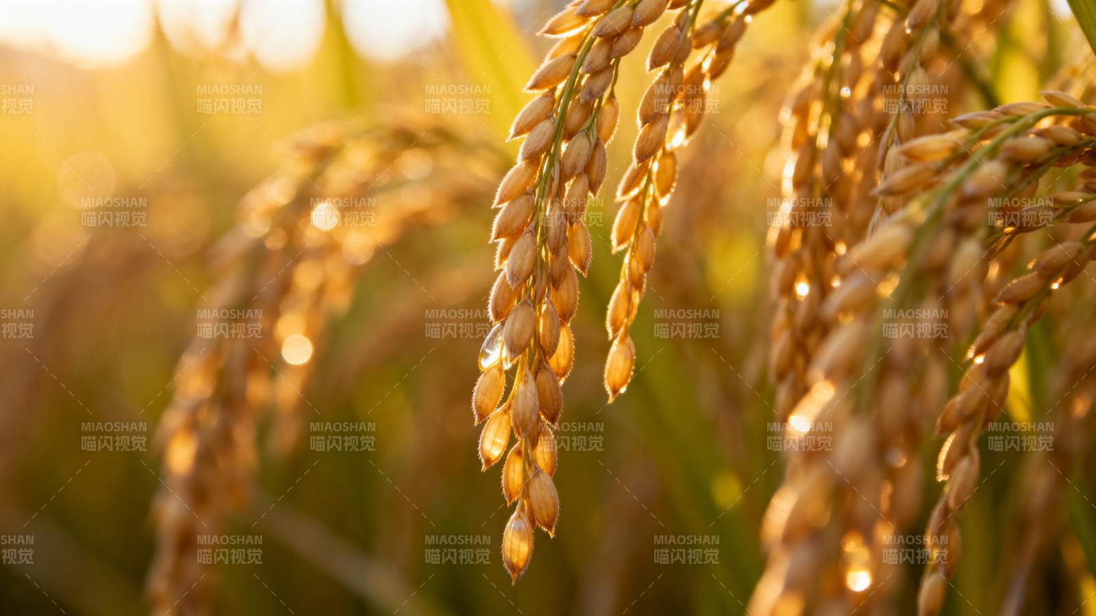 金秋稻穗丰收景图片