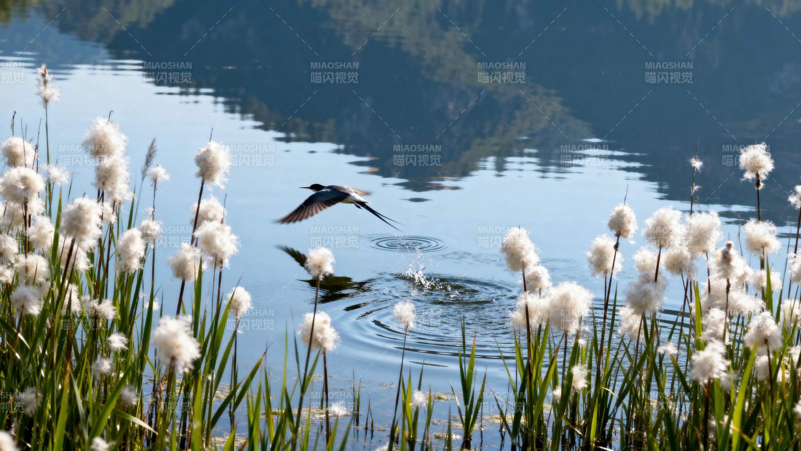 湖畔飞鸟与芦花图片