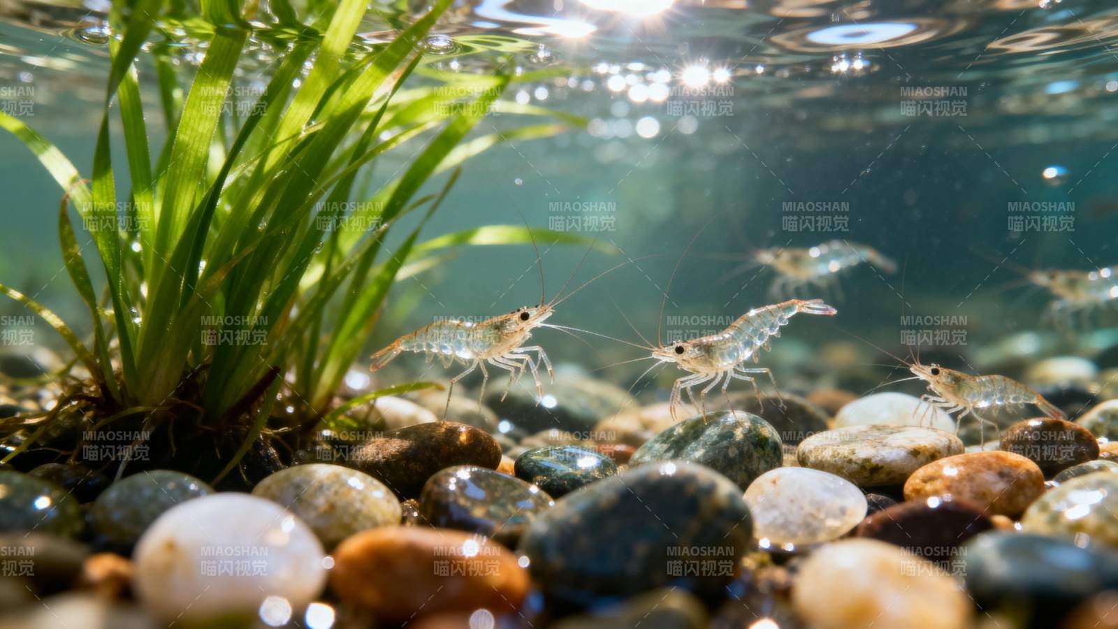 水底虾群游动图片