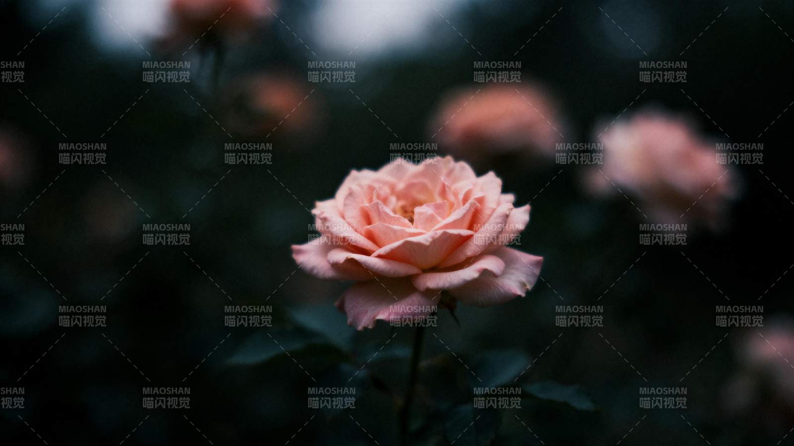 粉玫瑰绽放夜色中图片