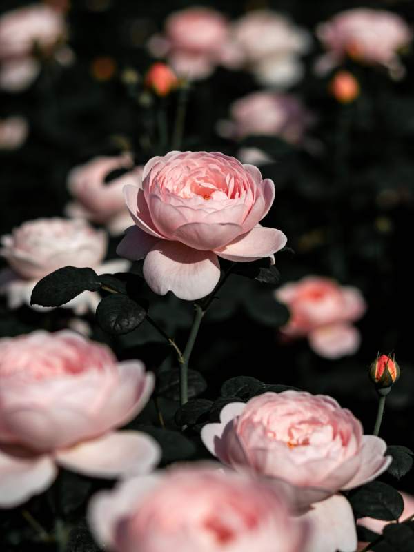 粉玫瑰绽放图片