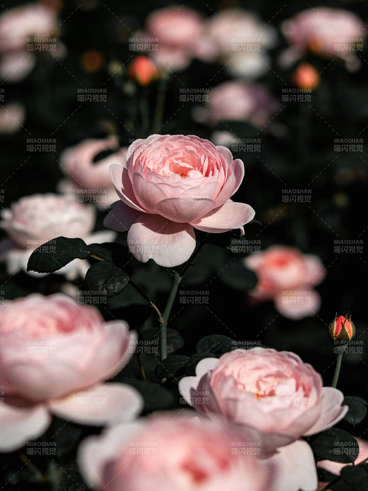 粉玫瑰绽放图片