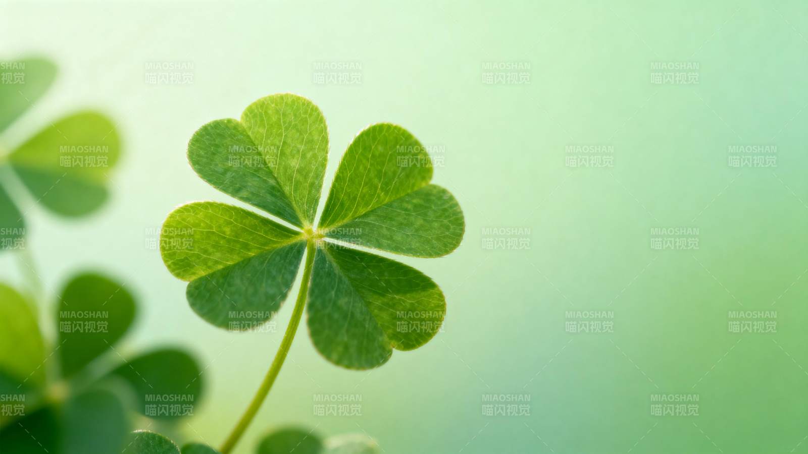 四叶草的幸运象征图片