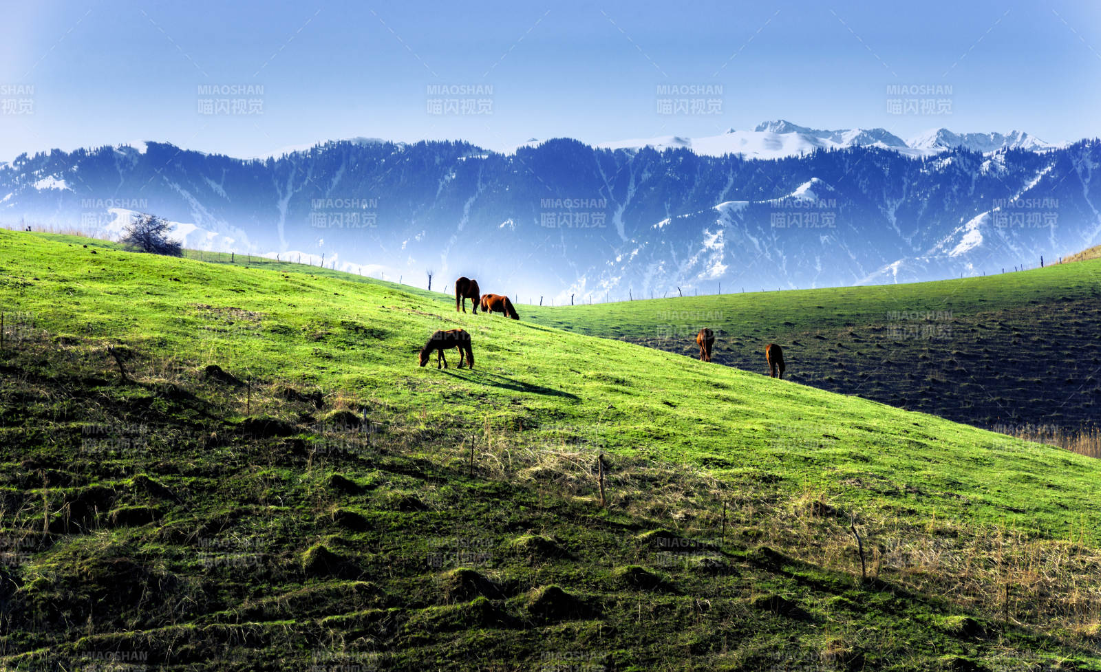 新疆天山雪山下的绿野牧歌图片