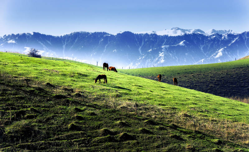 新疆天山雪山下的绿野牧歌图片