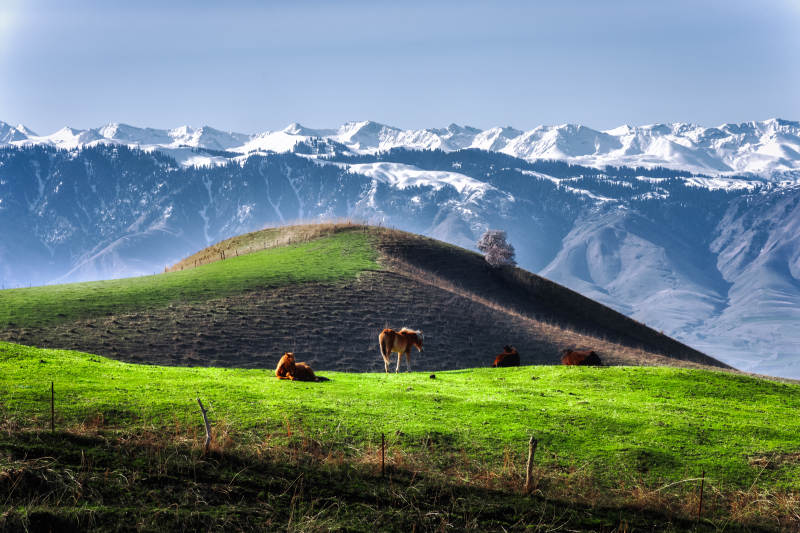 新疆天山雪山下的绿野牧歌图片