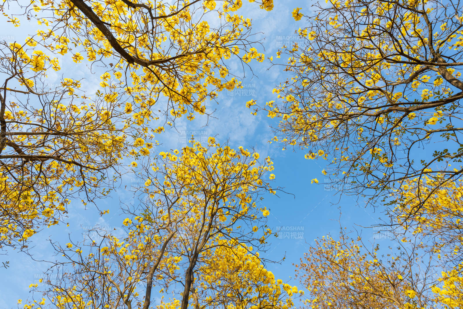 金花映蓝天图片