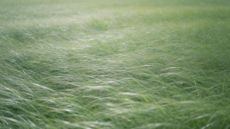 绿草随风摇曳图片