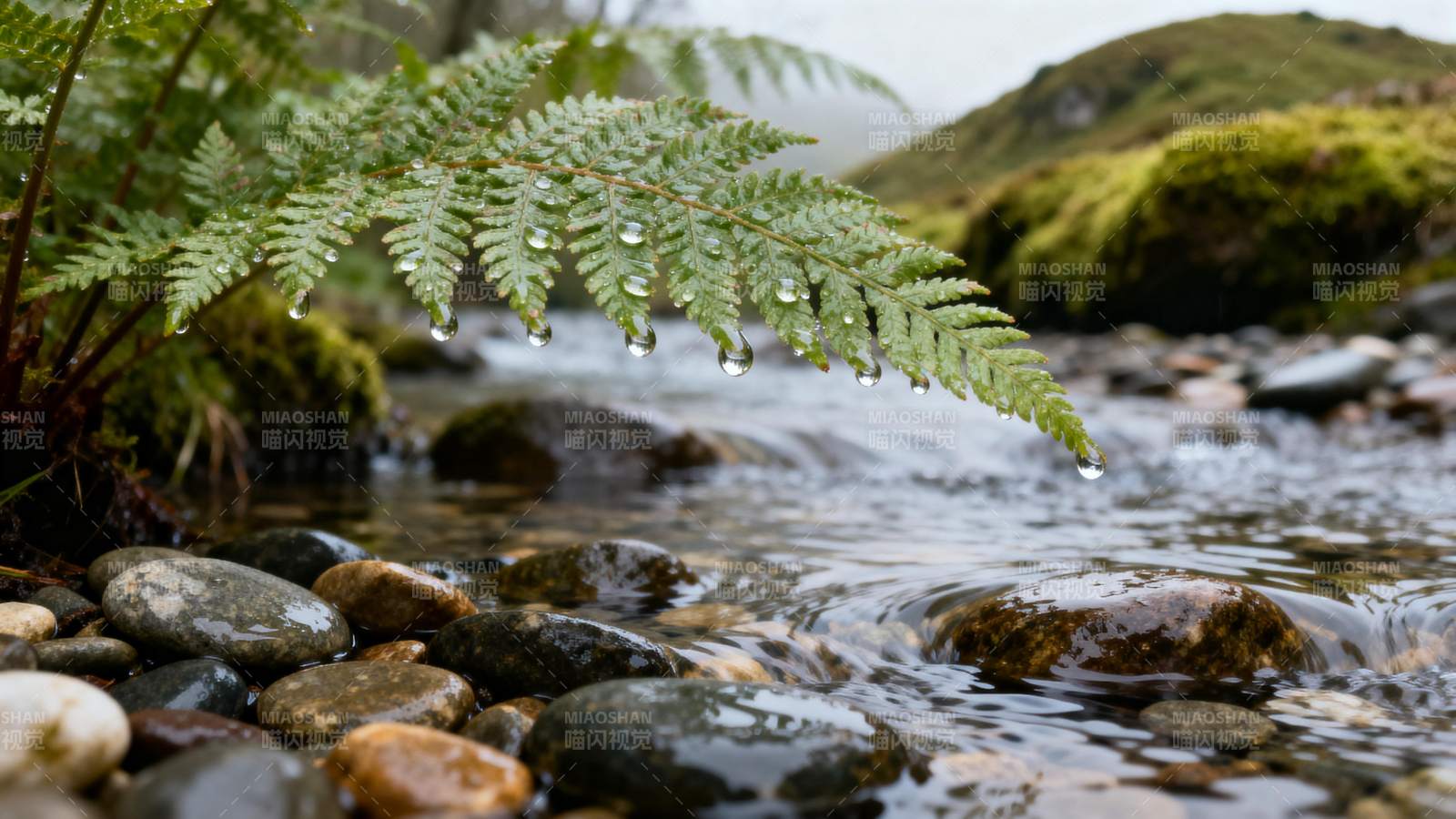 溪畔蕨叶水珠图片