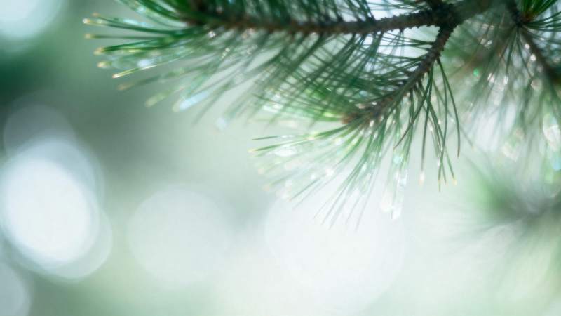 松针上的露珠图片