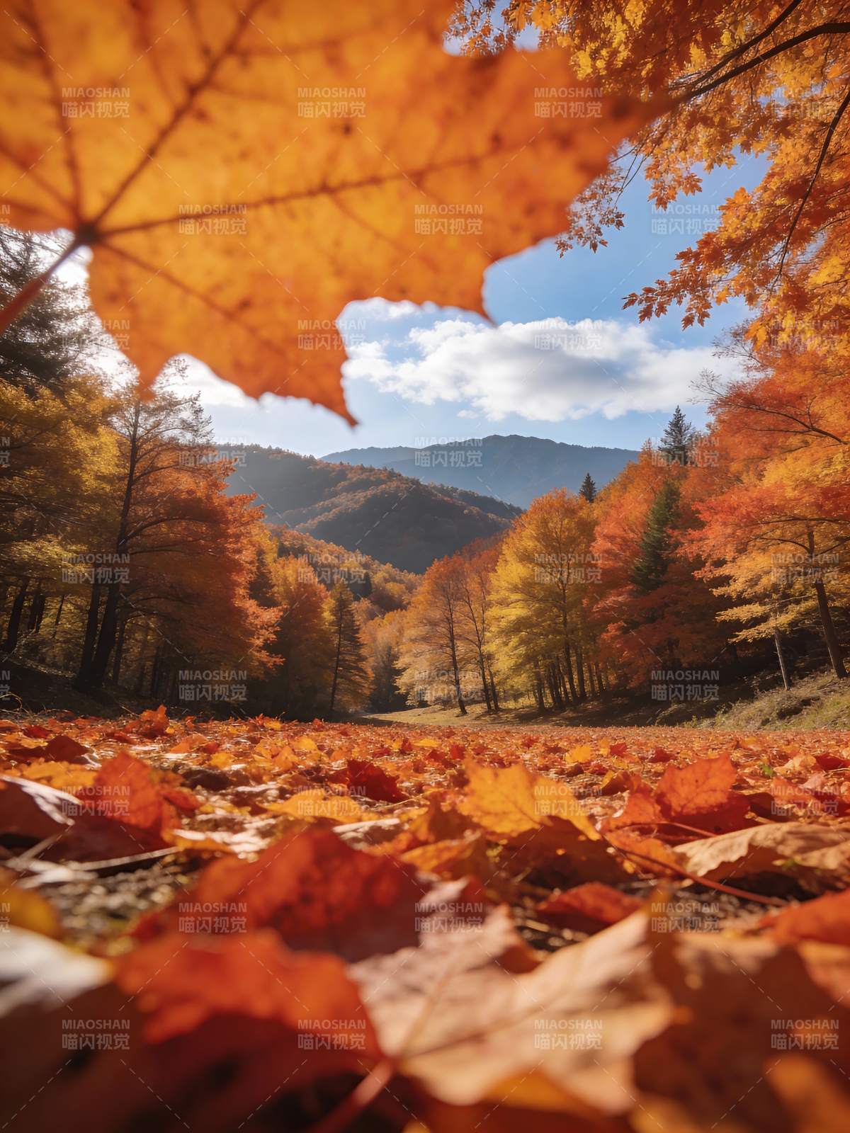 秋叶铺满山谷图片