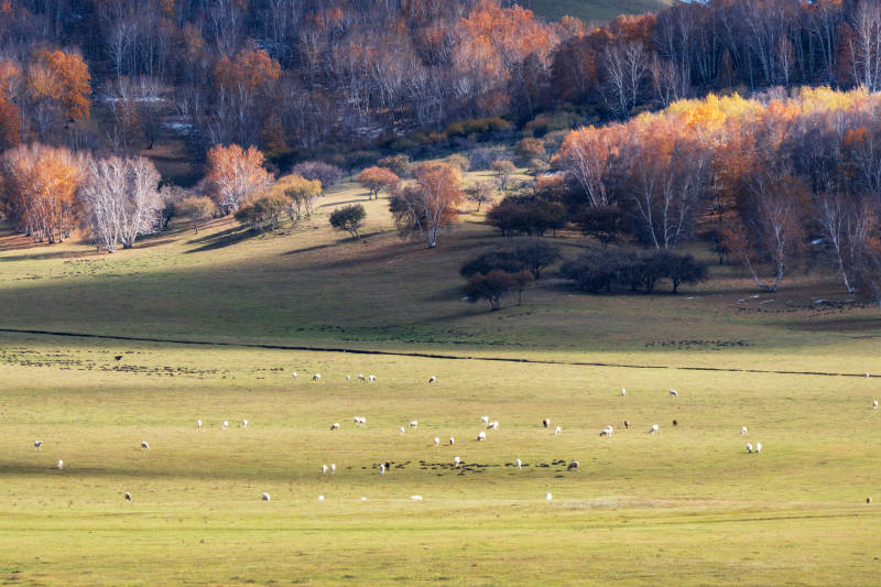 乌兰布统草原的秋日牧场风光图片