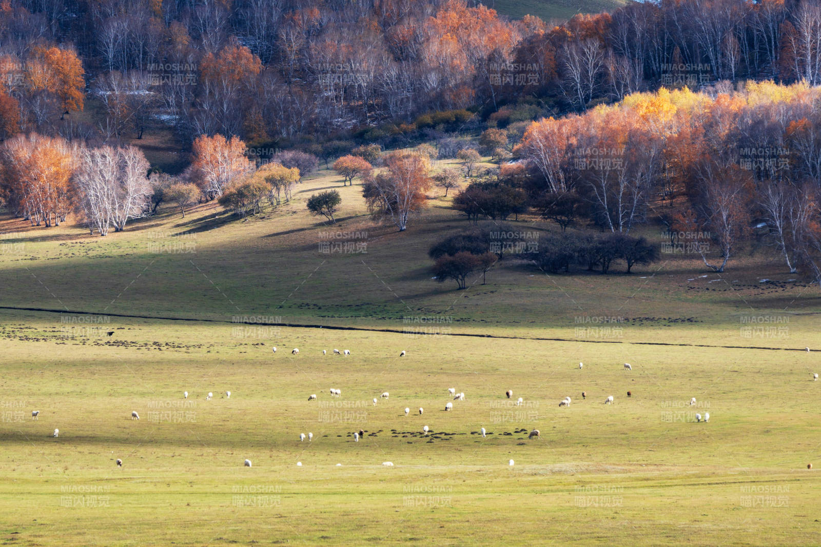 乌兰布统草原的秋日牧场风光图片