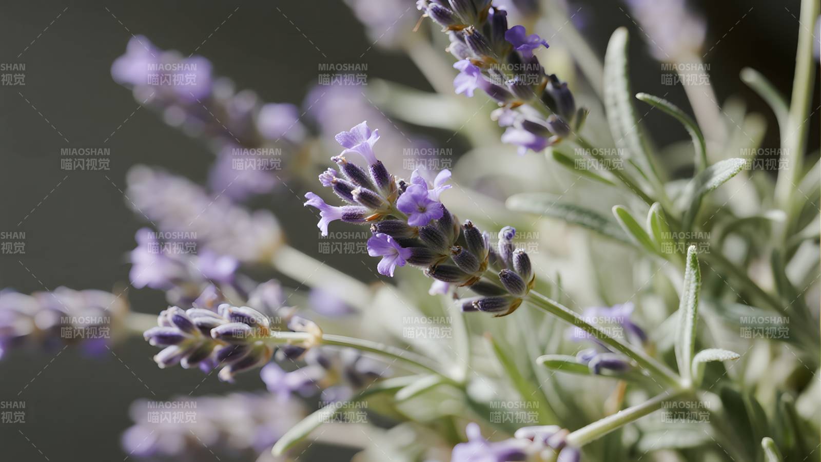 薰衣草花丛特写图片