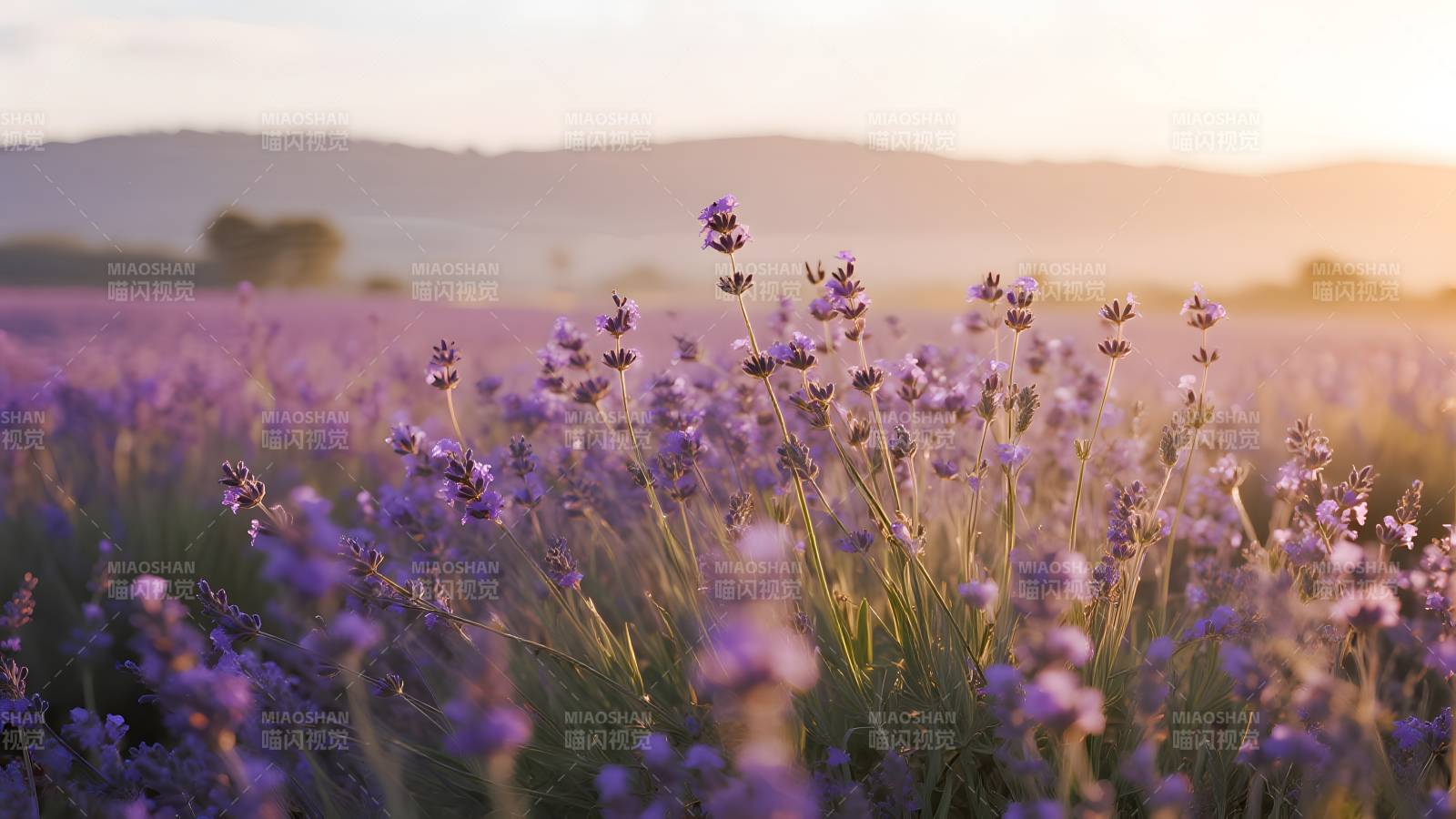 薰衣草花海日落图片