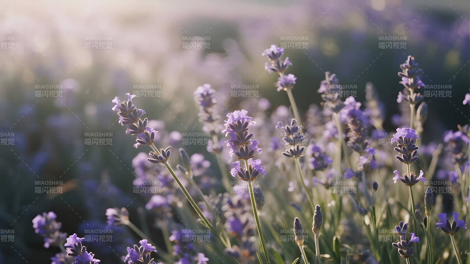 薰衣草花海图片