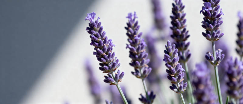 薰衣草花丛图片