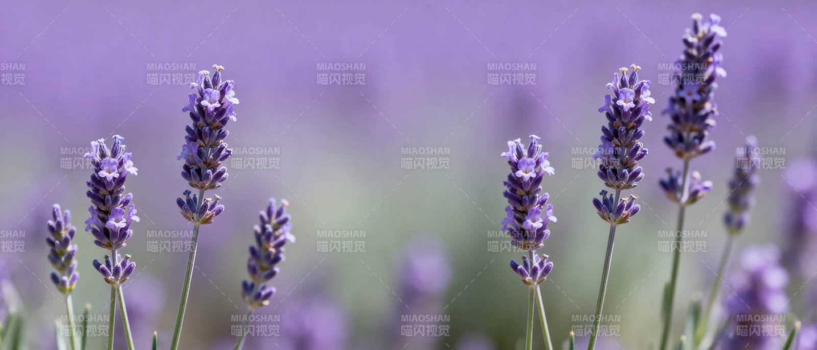 薰衣草花海图片