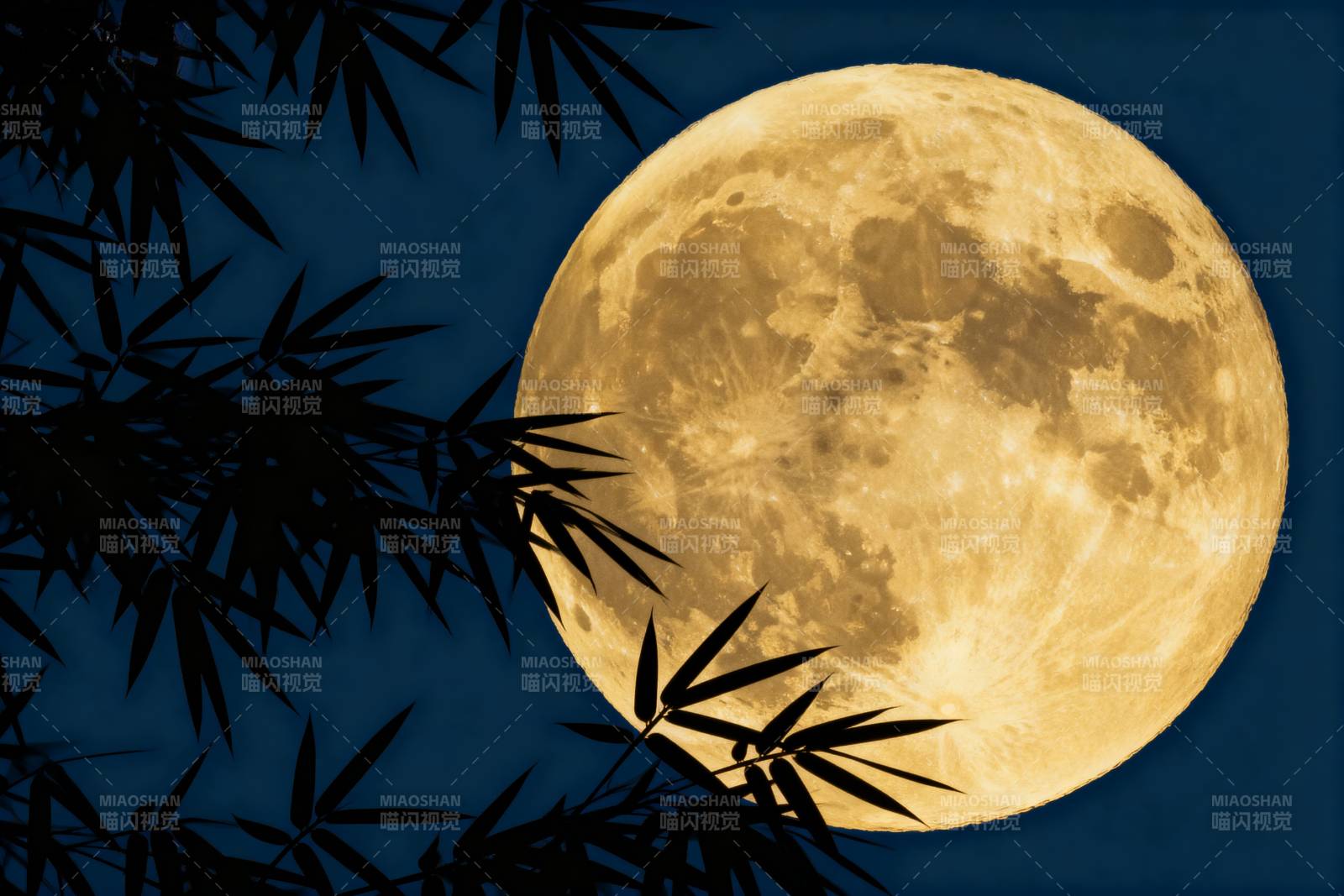 竹影映明月图片
