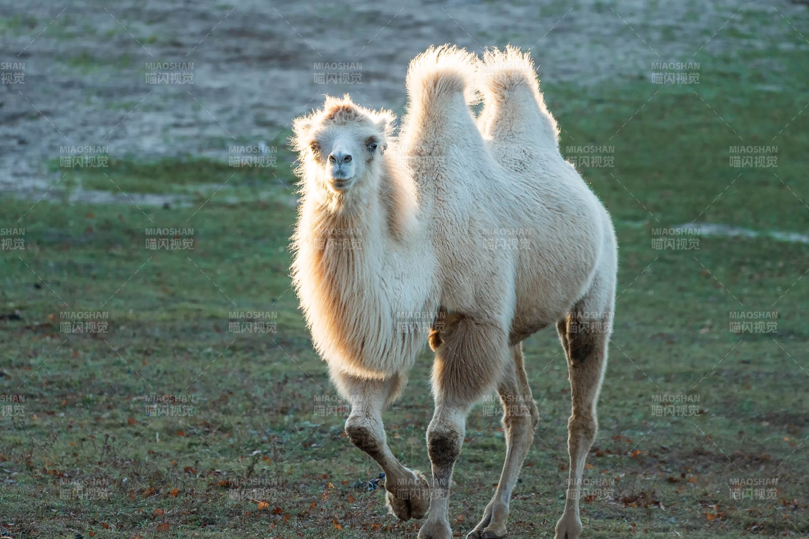 双峰驼奔跑中图片