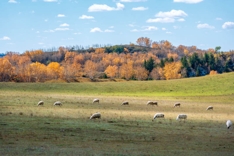 秋日乌兰布统草原的牧场羊群图图片