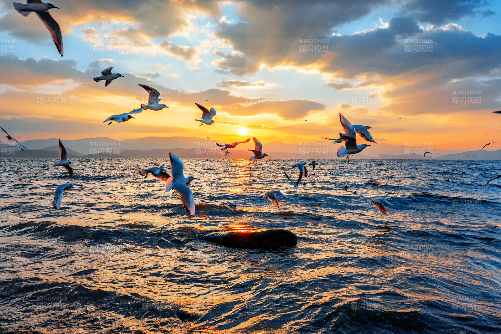 大理洱海的日出与海鸥图片