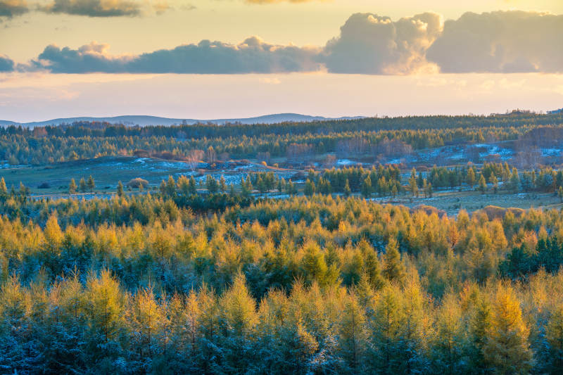 阳光洒在秋天的森林上图片